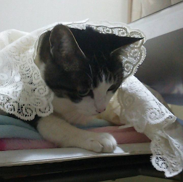 54f47bd4 e4ea 49b9 8d7b 609c3159bfca