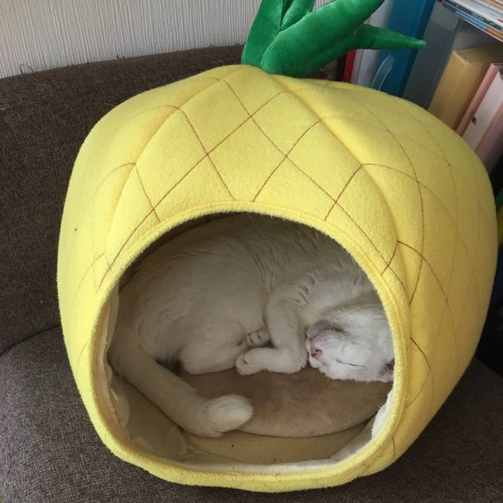 54f78b47 52d0 493f bfb6 d9a88bed5128