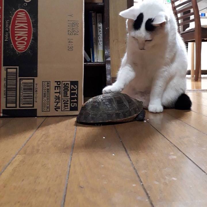 54f8c3a2 7e3a 4d70 95cd e74f49f3b986