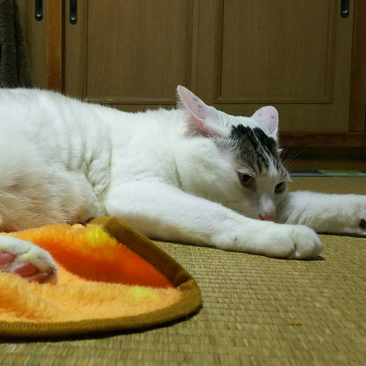 54fb3a1e ce12 48b6 a50f afe6d6d4da4d