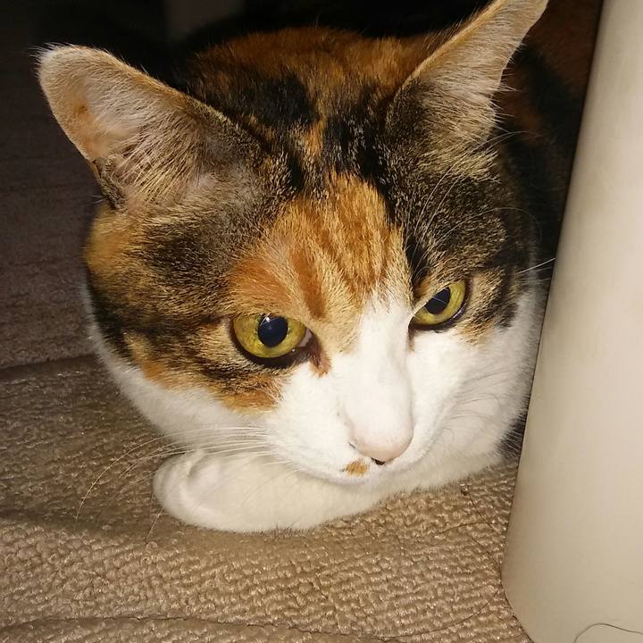 54fbb3e7 2fa2 4d1a bc4b ecceebdcb264