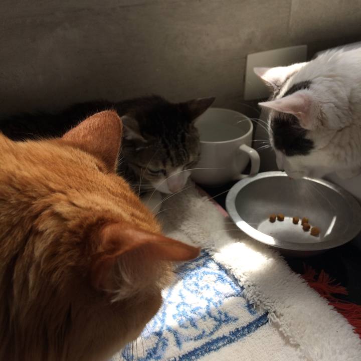 54fca432 3c41 4951 bca8 408ab9247bed