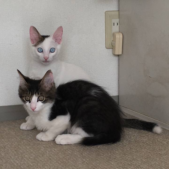 54fd10ad 4fc3 4a45 99ee 80523ca97a7a