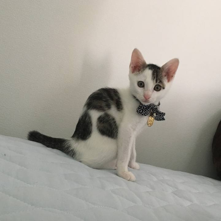 550380a0 505e 4971 99a6 43e415a97252