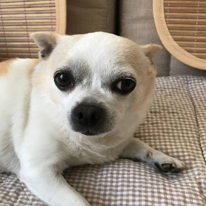 55062886 220e 44c0 9f1c d78c775dbe90