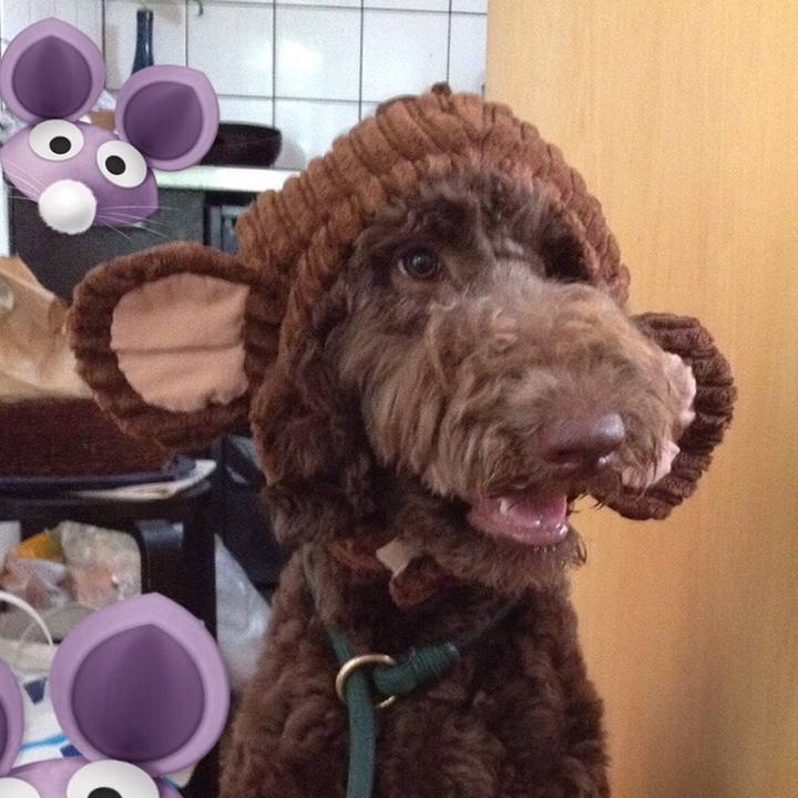 5509d1d8 0dd1 4df5 994d e6c529faeec7