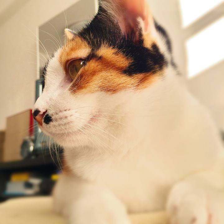 55128592 beda 41c2 a7ba 9a9a10499197