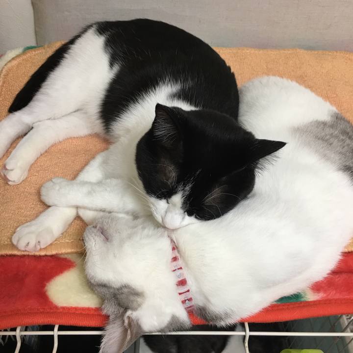 55148eb4 5743 4cb1 afa4 ab686fb4545c