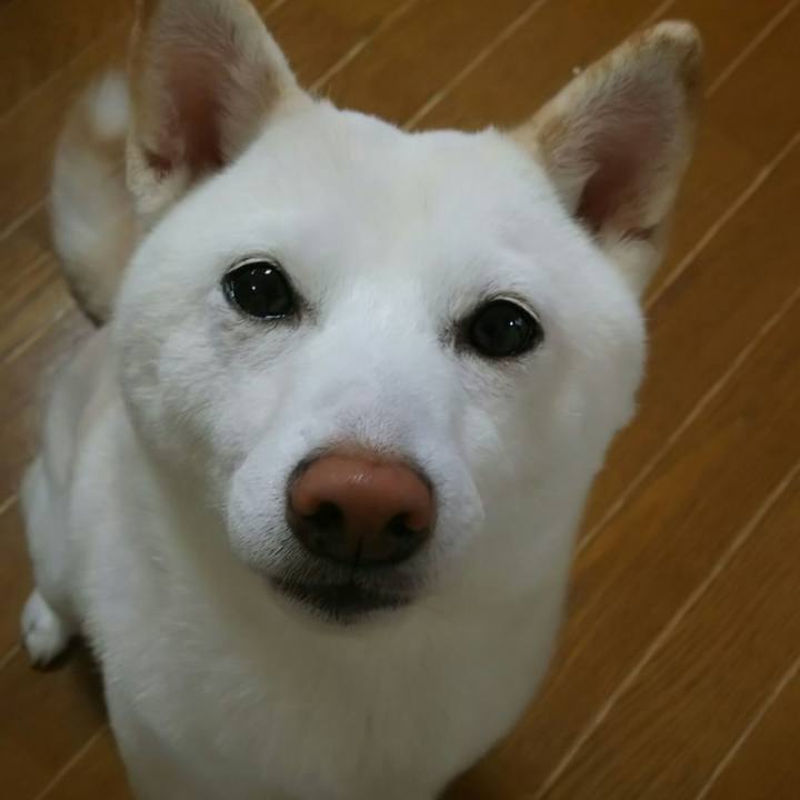 55148fa4 2705 421e 9e85 eb0a764b8b28