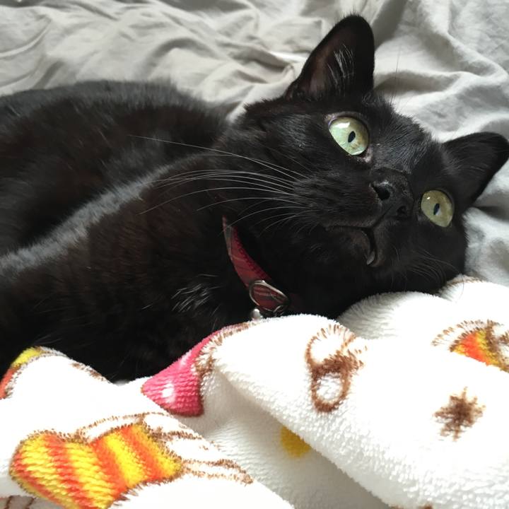 551a1785 f34b 4194 9fc2 93a7c75a90f5