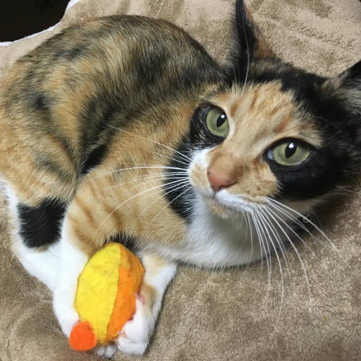 55219cc7 ac0b 49e7 a534 b15d0fa1a55f