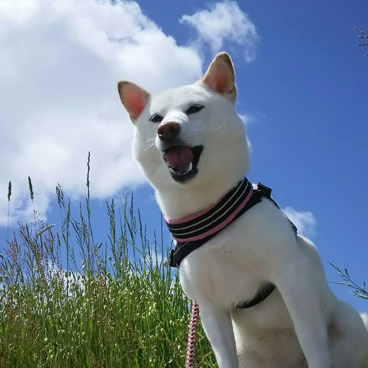 55231fd0 b3dc 484b 86cc 6eef53232dfe