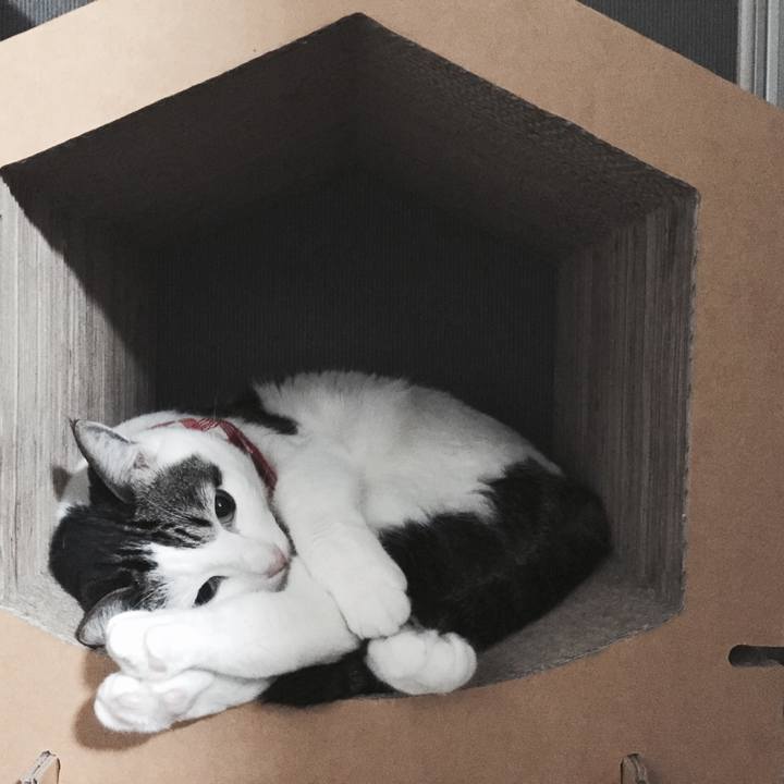 5532d00f c1c1 4596 b6ba 41c40e134c28