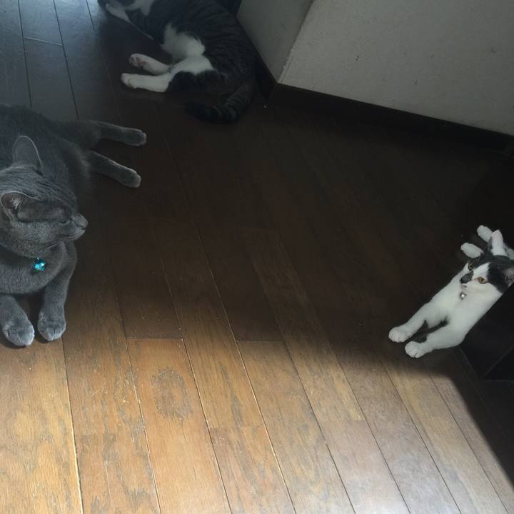 553a8d48 5236 4d2e bc1c 4bae87abb47e