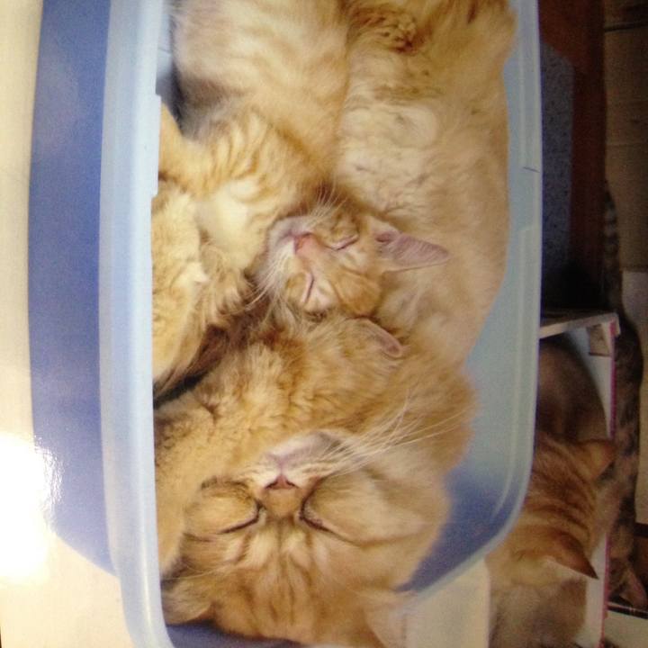 553bdd31 acf4 4b3a bb45 286a2064cece