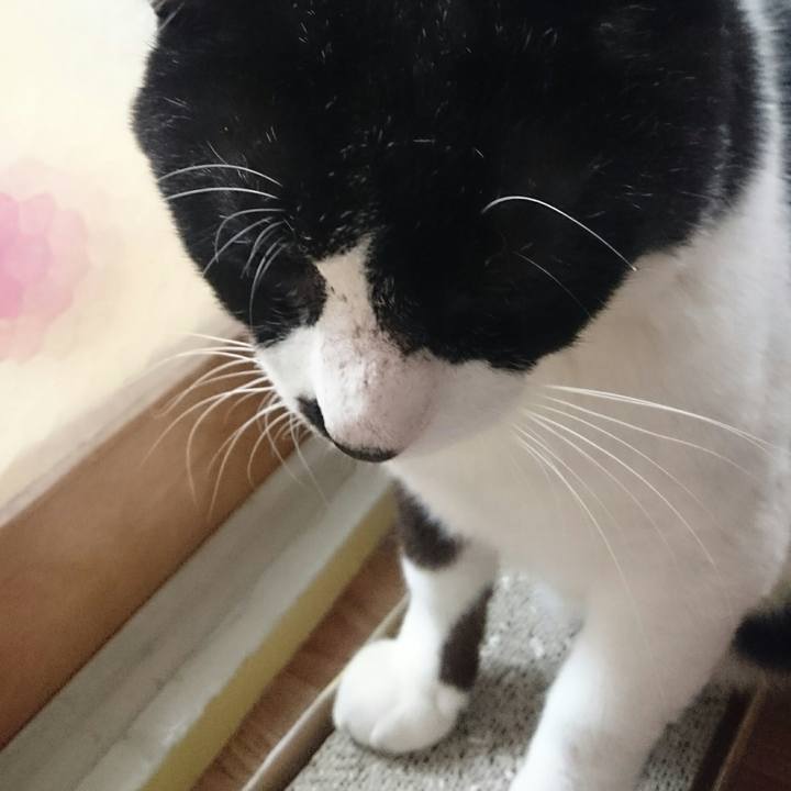 553e1c86 a740 453f aacf 54c160f2a7ca