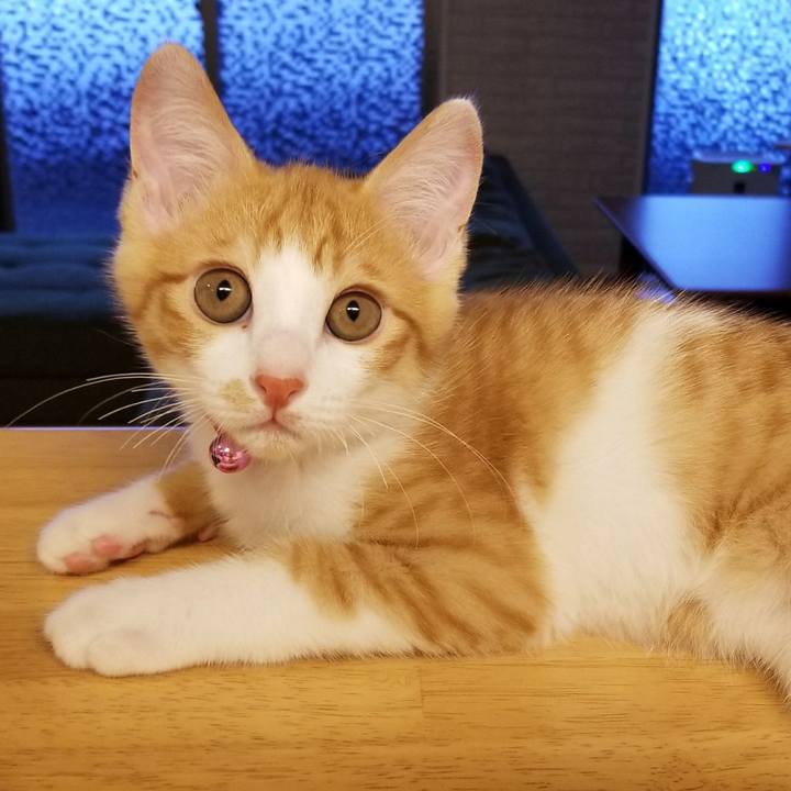 55437c0c ca4e 4a96 a184 bd90968a033e