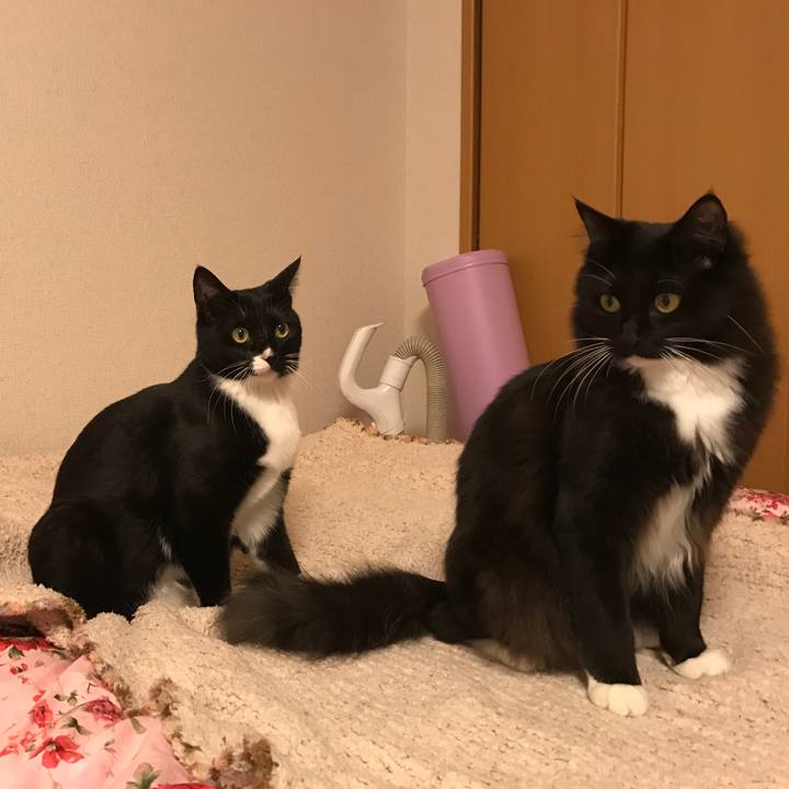 55450226 4a93 4f00 8051 79af40744154