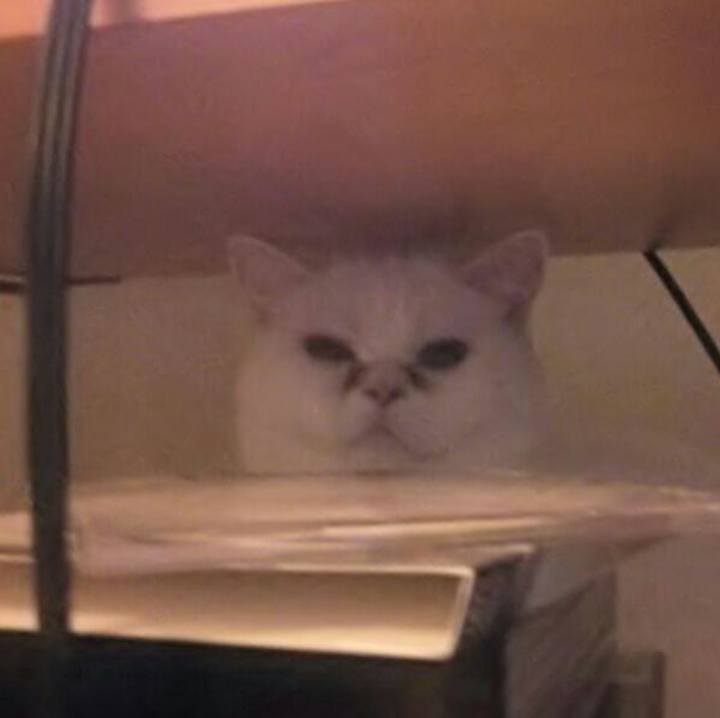 555a0a71 a636 483b 81c1 e9a252a68662