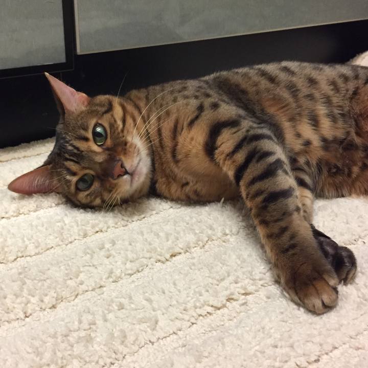 55633431 7992 436a b879 e47cf547dbaa