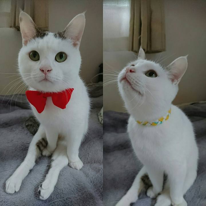 55637c1a 3c5a 49cf a32a 4749a3fc325a