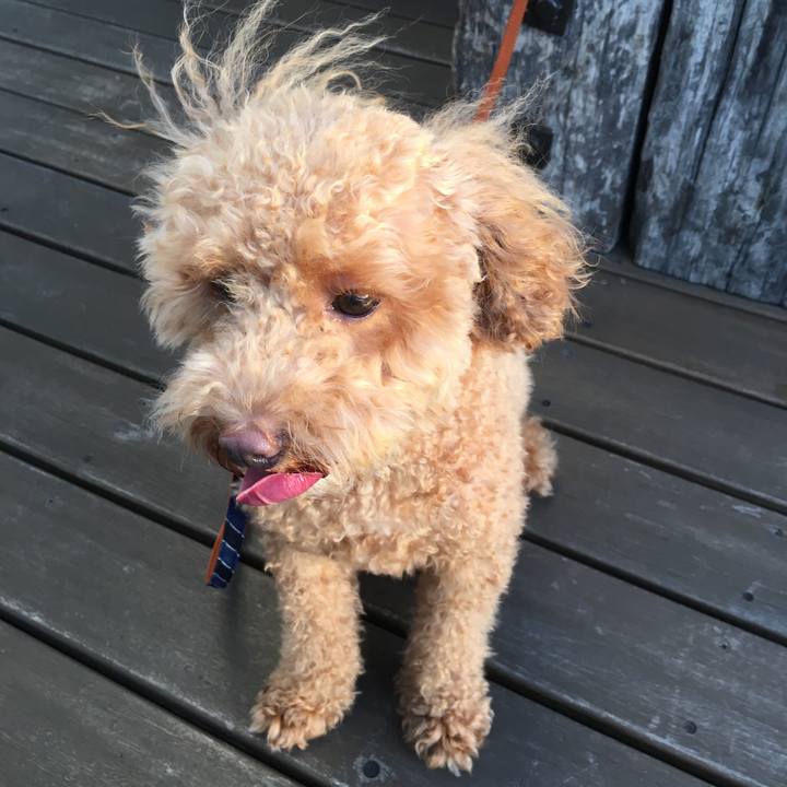 5568b93a 2a4d 4aab a34b 433a6d997b18