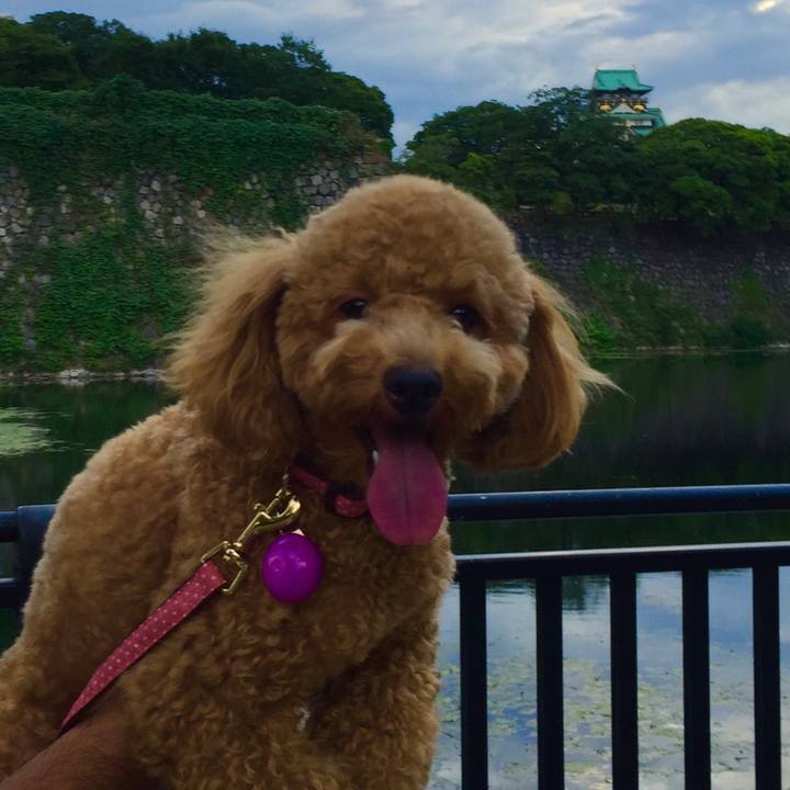 556c7a9c dc2b 4e7c af40 78f9c376d769