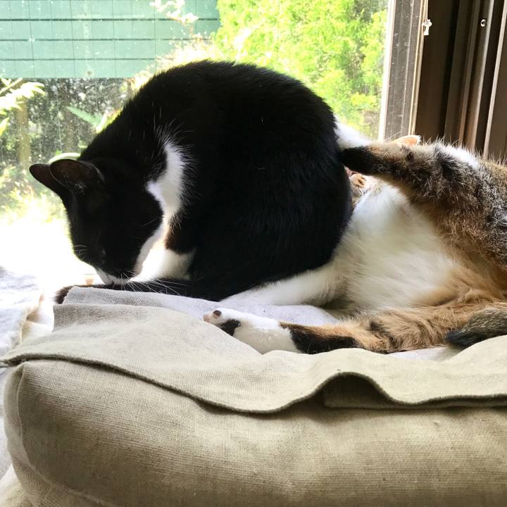 557dc68b 78b5 4641 9dc7 7f5ca40e5c1b