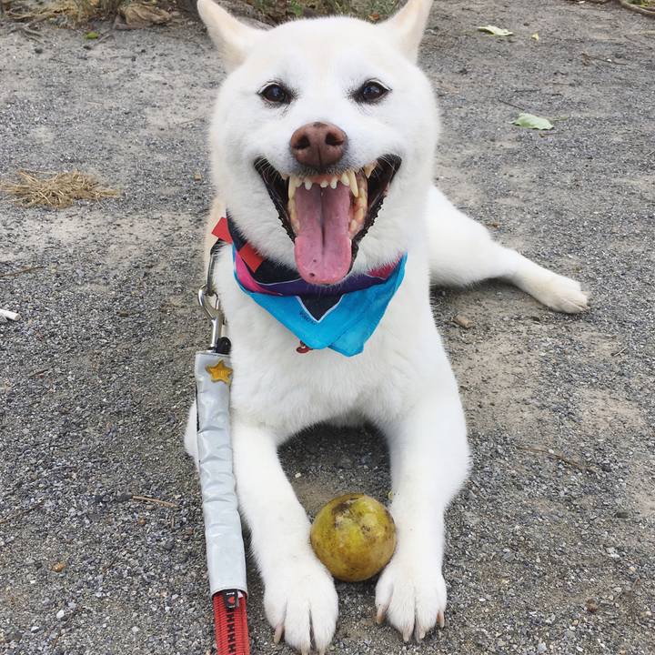 558340e7 fff7 42bf 8b6a 994239947271