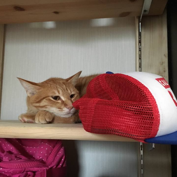 55868950 579a 44cc 8b6a 57a908f26387