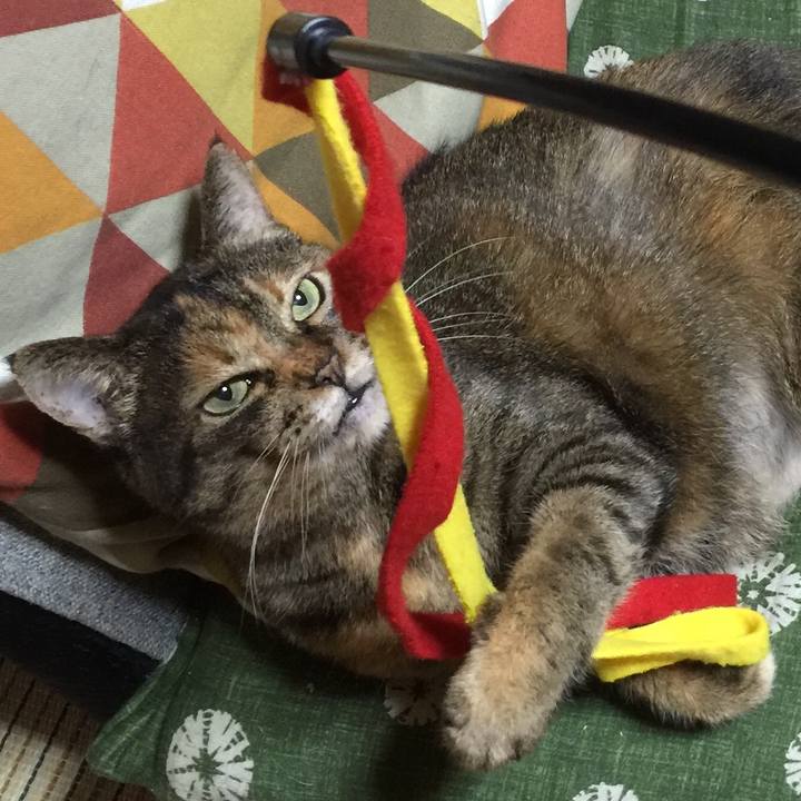 5589ab1d 145b 474e 89fb 6e349ced54d6