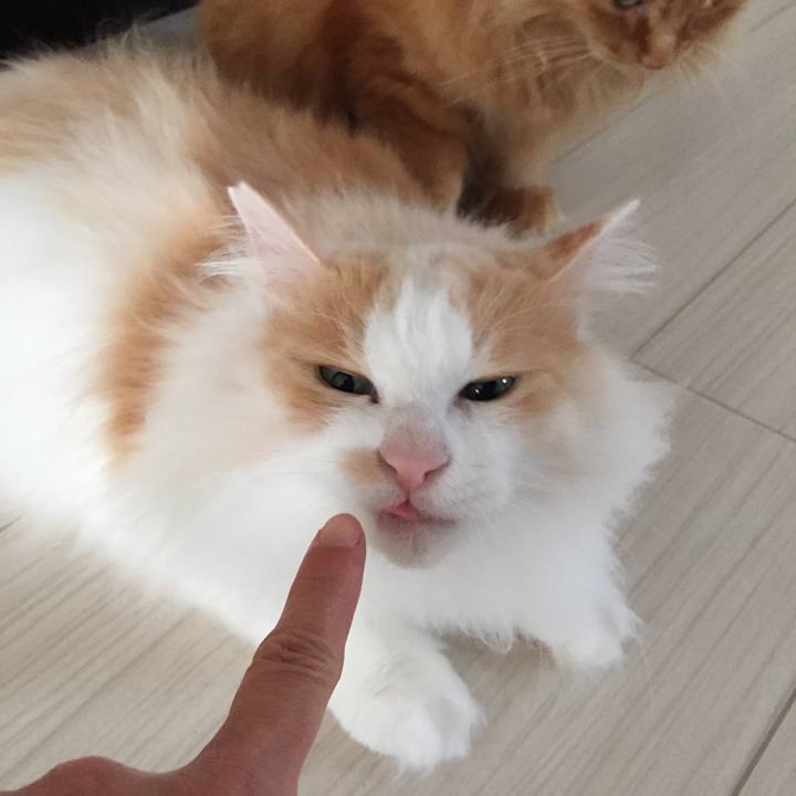 55a368b8 125d 4c20 a203 bbcc69b67b46