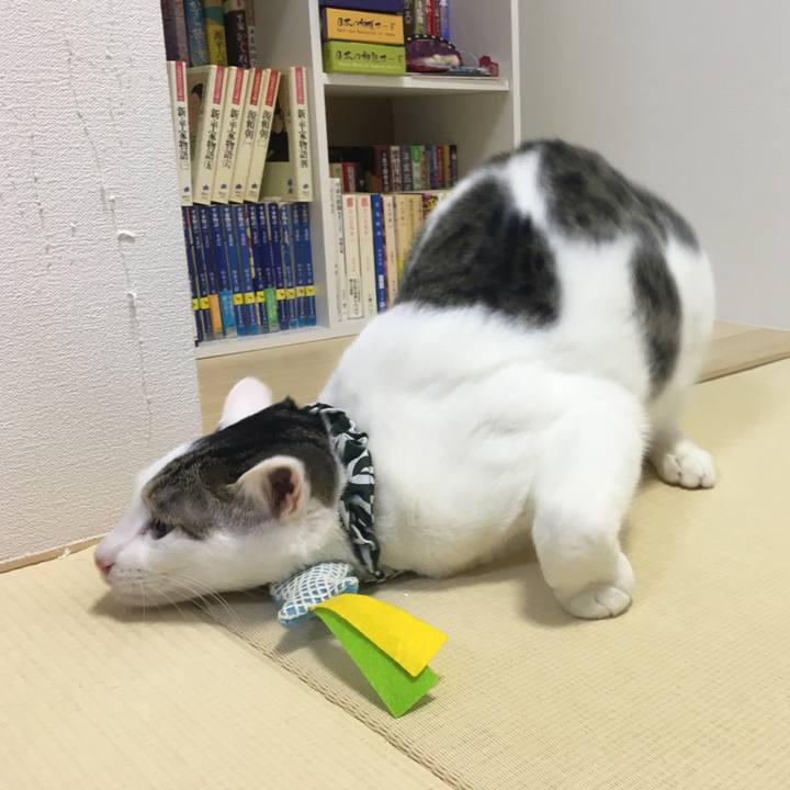 55a5b62c 789f 4617 9ee1 f6d6200b7329