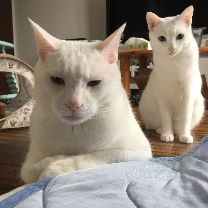 55aa239c f418 4d6a 8b22 d44df5f26dcc