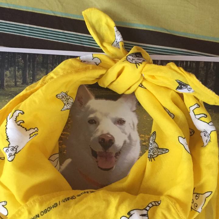 55bac545 3e38 4d59 81c6 ca25428a485b