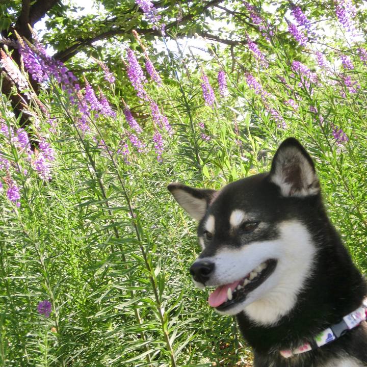 55bb4038 5f29 40b0 9e69 eb212da6818b