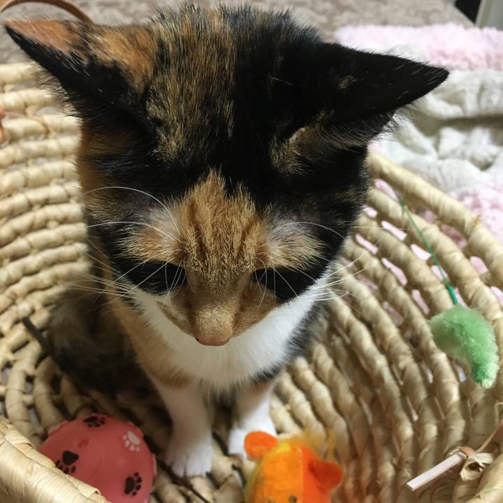 55bc80f7 0197 4cfc b598 e87191c0d2b8