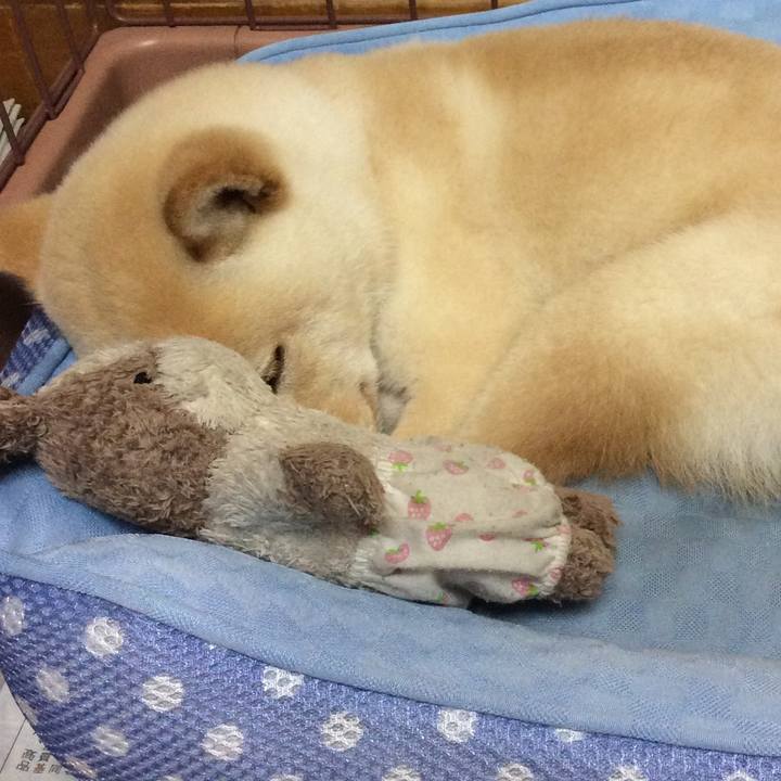 55bfd6c9 cb21 43b7 ad2b 585f7acede1f