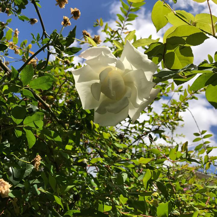 55c035d4 8b48 4aa6 99d8 98d347d977a9