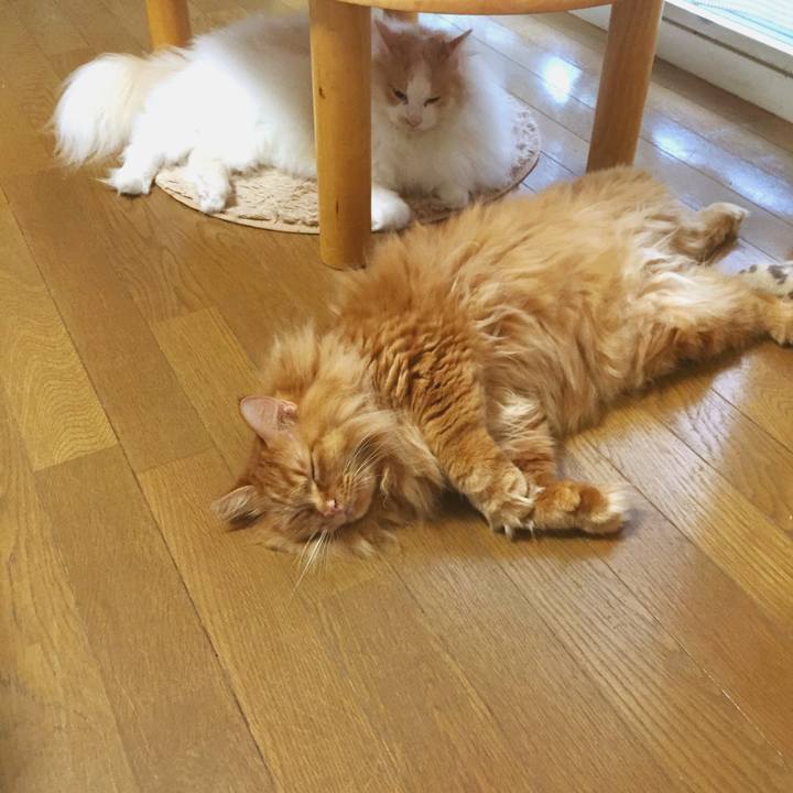 55c0c16a 2212 4c0c 96f7 74e287d471c0