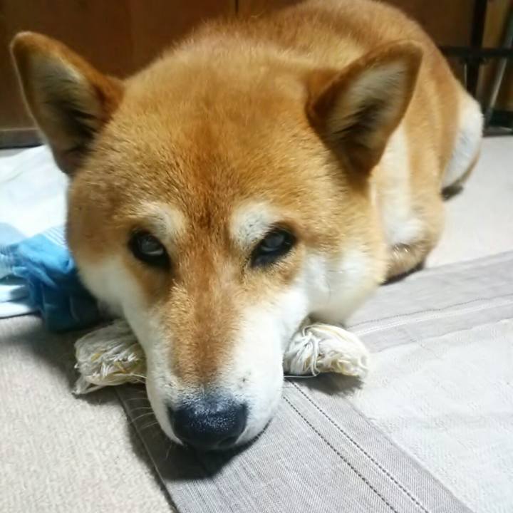 55c331fe 3781 444a ad76 85b7d2464e11