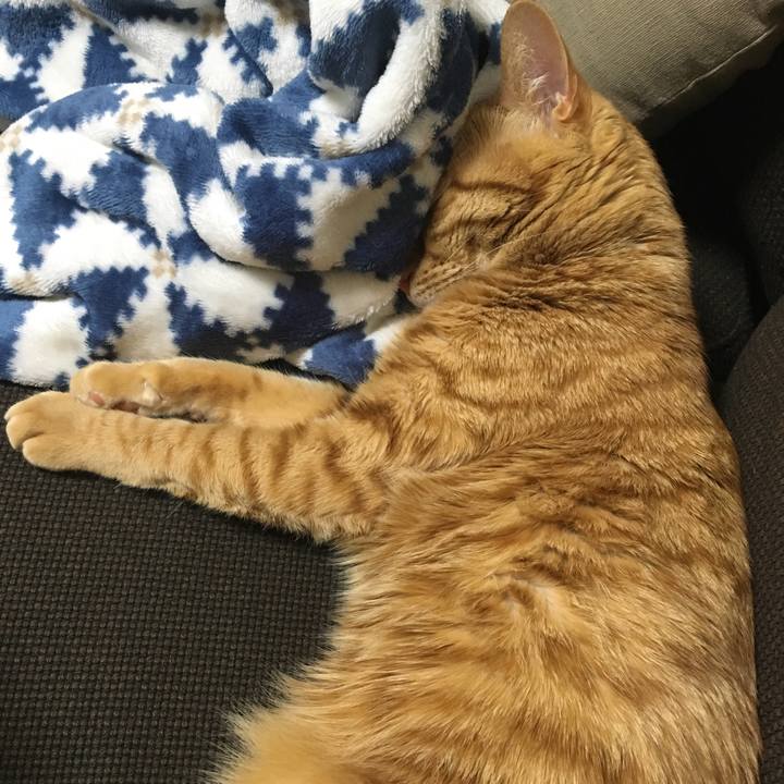 55c38cca 502b 41ae b20e 1f28268ad0cc