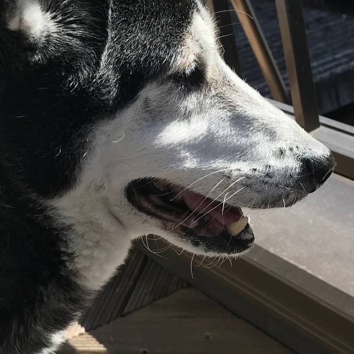 55c56733 f353 4d4a b85f 2b14efe77134