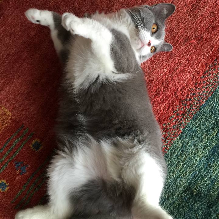 55c78583 ecc9 4f29 808b 96d2742fafa5