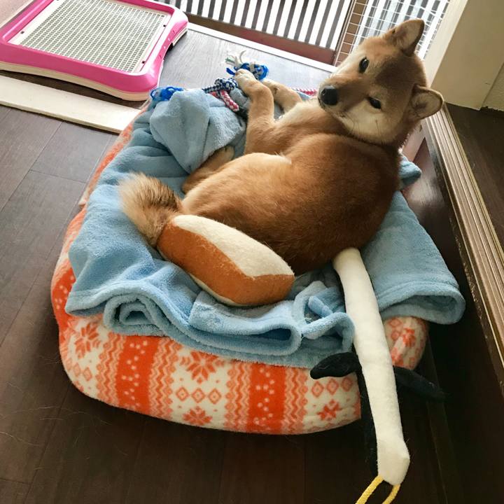 55c8e3ca c924 4574 9518 c3bb7aac8f5f