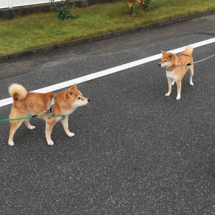 55c9eaff eae1 42f4 ab51 cb213d3bc5fa