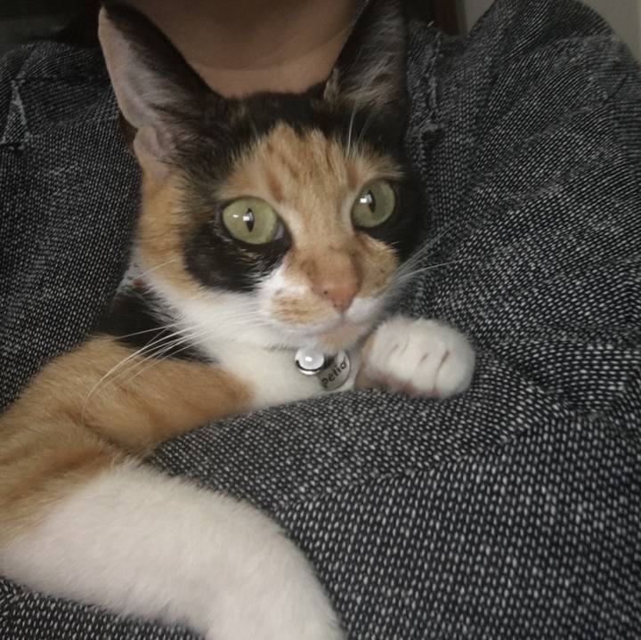 55cdc784 2f12 4b2e 9452 c14f243c6a7e