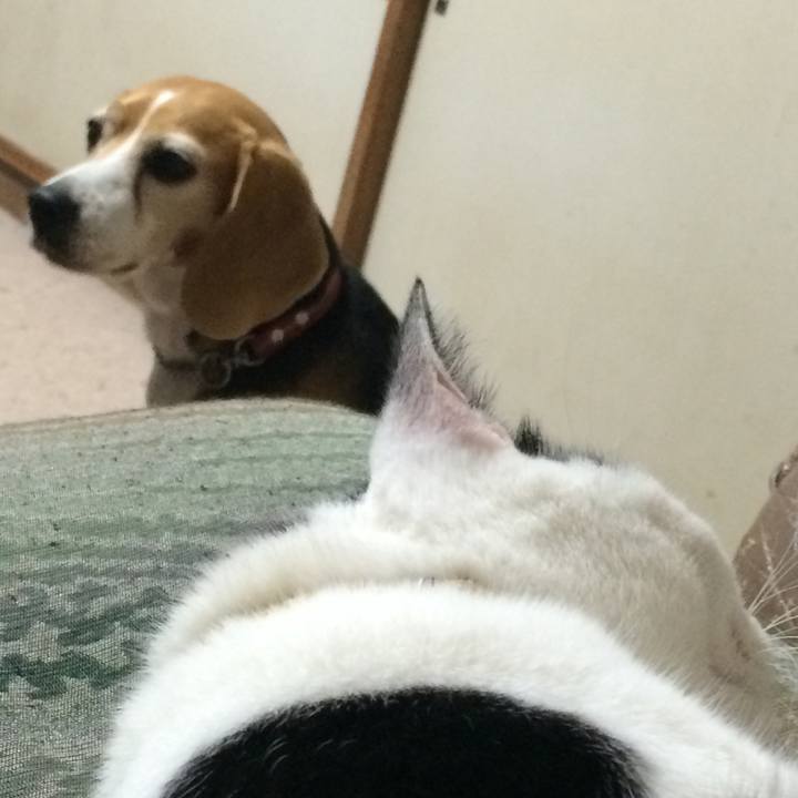 55cec19e ddc2 4456 af20 2ce4e0066fea