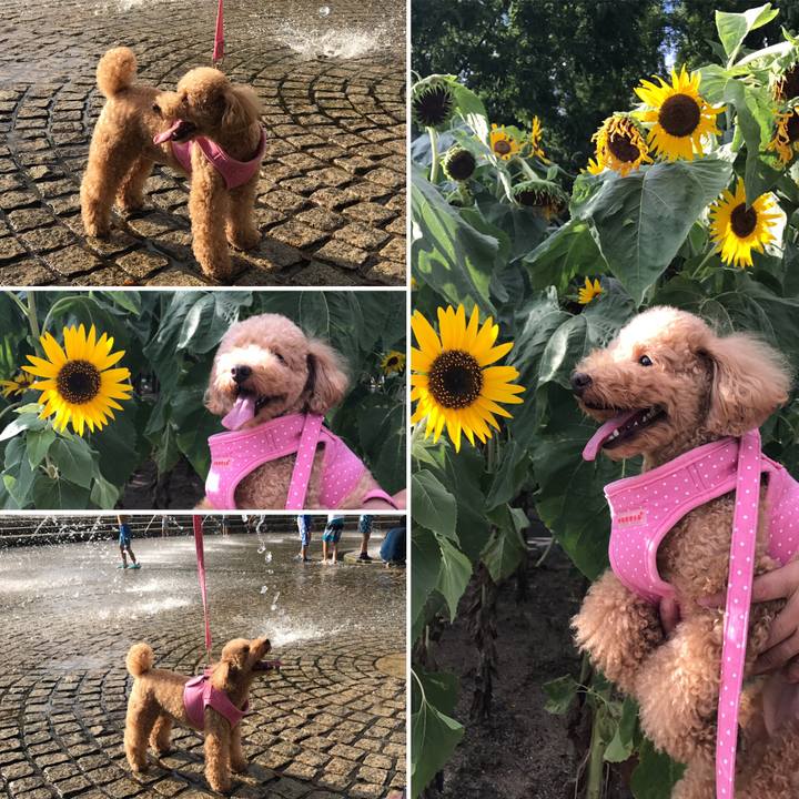 55dcf529 19dc 46cb 9531 19716e67dc00