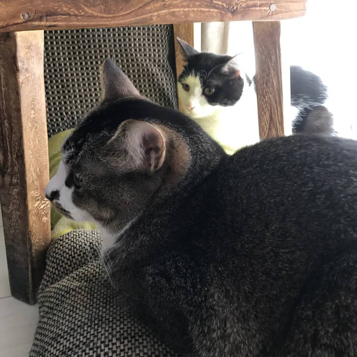 55e05b43 c1d3 48a2 95d6 360a8edeb54c